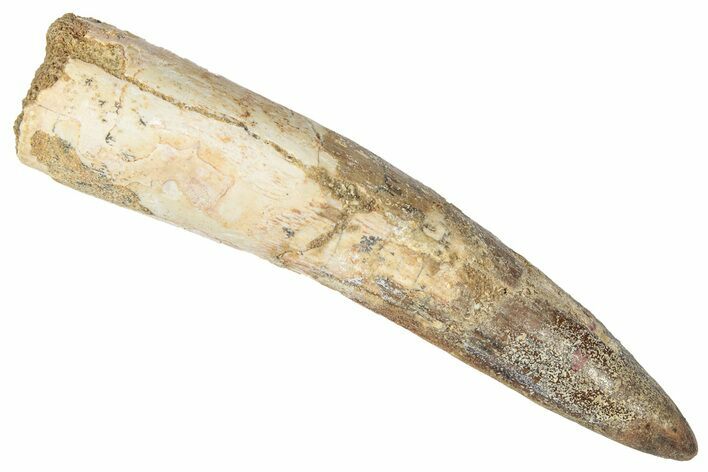 Fossil Spinosaurus Tooth - Real Dinosaur Tooth #346307